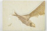 3.15" Detailed Fossil Fish (Knightia) - Wyoming - #201598-1